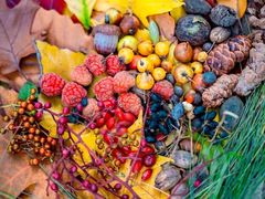 -国家植物园南园