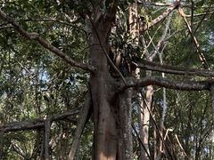 -中国科学院西双版纳热带植物园