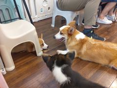 -柯斗斗主题餐厅·狗咖·围炉煮茶·茶饮(国瑞升平里店)