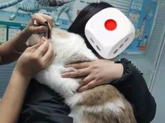 -瑞派·关忠动物医院·猫专科·犬专科(三环新城店)