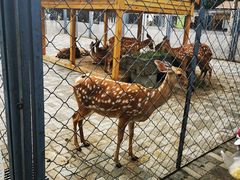 -长白岛森林公园