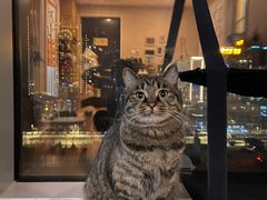 -猫十亿·布偶金渐层·曼基康矮脚猫舍(青年路店)