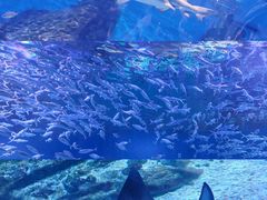 -海合安武汉极地海洋公园