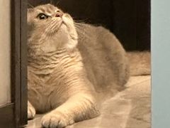 -欣宠猫屋·矮脚拿破仑·蓝金金渐层