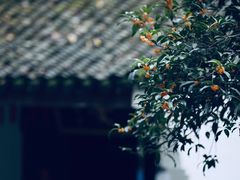 -宋宴(虎跑店)