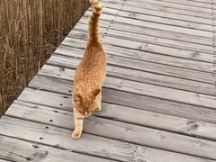 -野鸭湖国家湿地公园