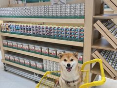 -帕帕拉兹宠物(亚洲旗舰店)