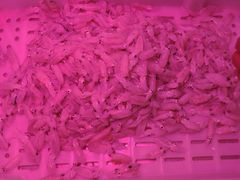 笔管-生鲜便民超市(蚌埠店)