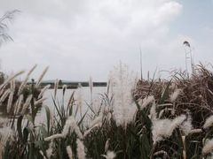 -漩门湾国家湿地公园