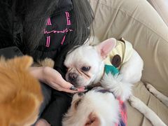 -怪兽屋·羊驼·猫咖·狗咖(俊华广场店)