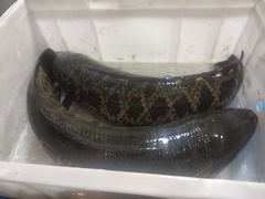 -舒来喜鱼锅(伊河路店)