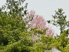 -微软亚太研发集团大厦(微软总部)