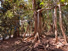 -中国科学院西双版纳热带植物园