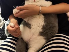 -BABIT巴比特宠物(MOMOPARK店)