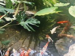 -白天鹅宾馆-宏图府餐厅