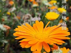 -广州市流溪河国家森林公园