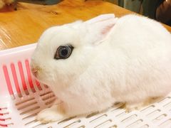 -藦茜花园宠物主题亲子互动体验馆(国顺东路店)