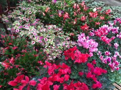 -秦美花卉(天朗·莱茵小城2期店)