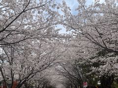 -高东镇樱花园