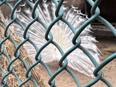 -秦皇岛野生动物园