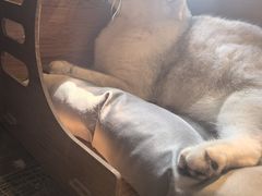 -猫猫幼稚园·撸猫·桌游·电玩