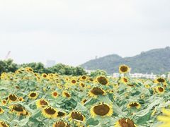 -光明小镇欢乐田园