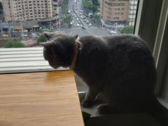 -东方名猫馆·英短金渐层布偶猫舍(环线广场1号楼店)