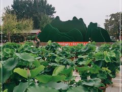 -莲花池公园