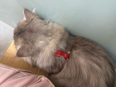 -中农大我爱我爱动物医院·核磁CT·猫病·24小时夜诊中心(石佛营店)