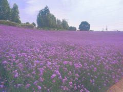 -紫颐香薰山谷景区