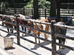 -贵州森林野生动物园