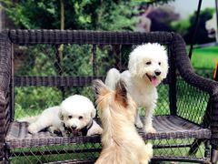 -翊宠yipet猫狗购宠庄园犬舍•猫舍