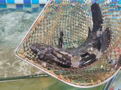 -桥东喜碧海鲜街(水东街店)