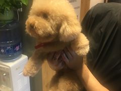 -八公叔叔宠物美容连锁(春申店)