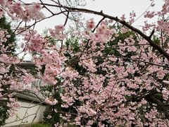 -西安青龙寺遗址景区