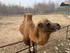 -秦皇岛野生动物园