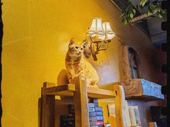 -猫猫幼稚园·撸猫·桌游·电玩