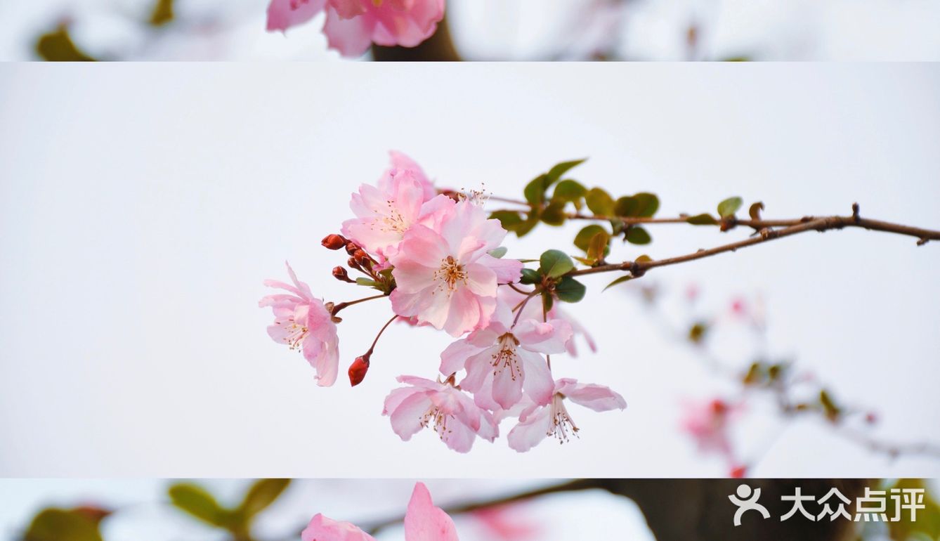 杭州小众赏花地——南江公园