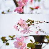 杭州小众赏花地——南江公园