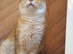 -MOCHA明星猫咖(田子坊店)