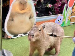 -正佳雨林生态植物园