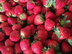 -胜丰草莓采摘园