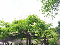 -嘉定紫藤园