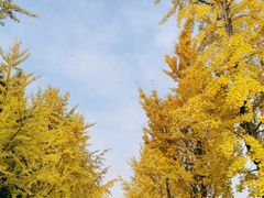 -四川大学(望江校区)