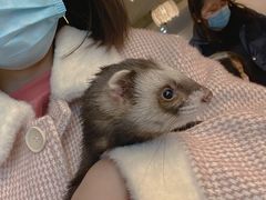 -浣熊柯尔鸭土拨鼠·电玩咖