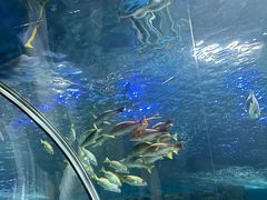 -上海海洋水族馆