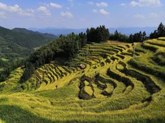-紫鹊界梯田景区