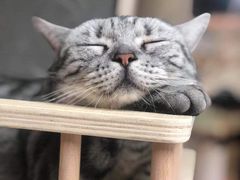 -猫和宫(六道口店)