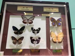 -上海昆虫博物馆