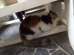 Anne猫窝咖啡屋-Anne猫窝咖啡屋
